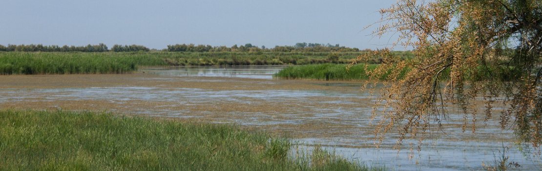 parc naturel regional de la camargue