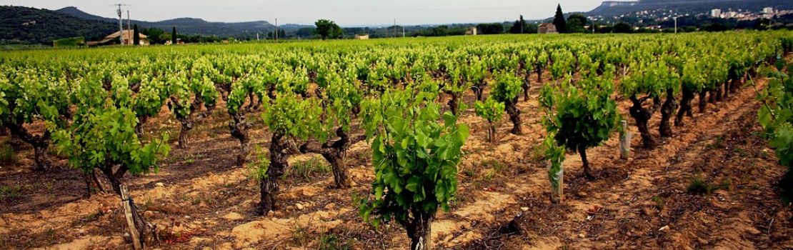 vignes aux alentours du castellet